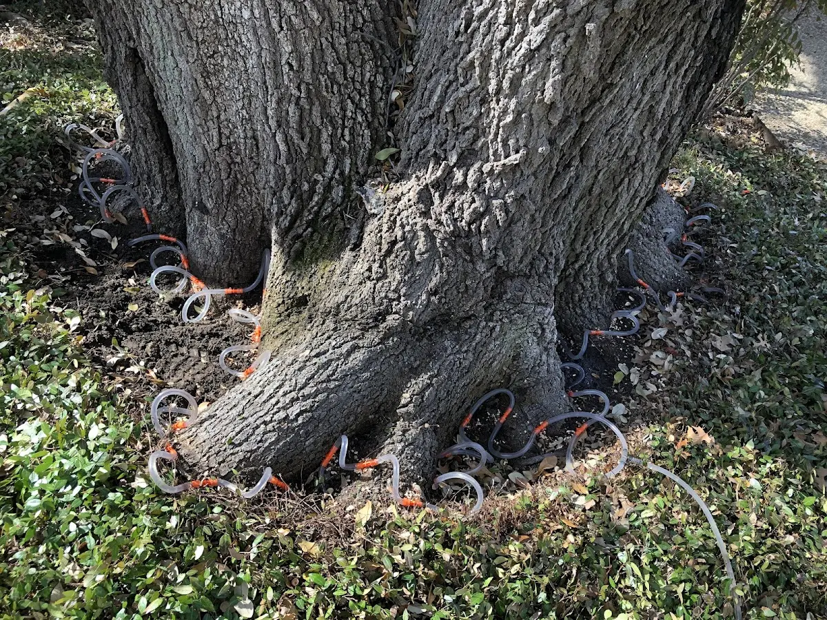 Detailed Tree Cabling and Bracing job site in Paeonian Springs