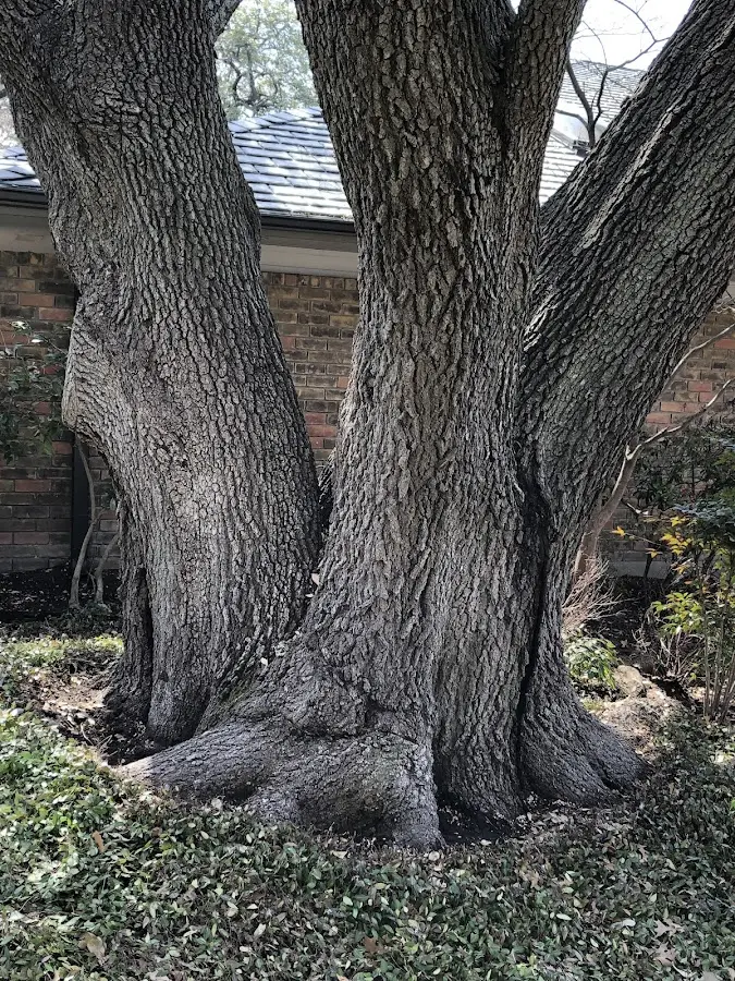 Mature heritage tree close to a Paeonian Springs property cared for by certified arborists